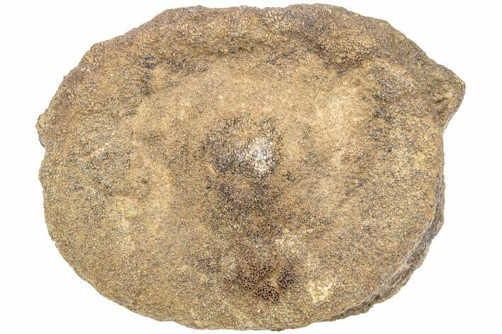 Wide, Pliosaurus (Stretosaurus) Vertebra - England #212826